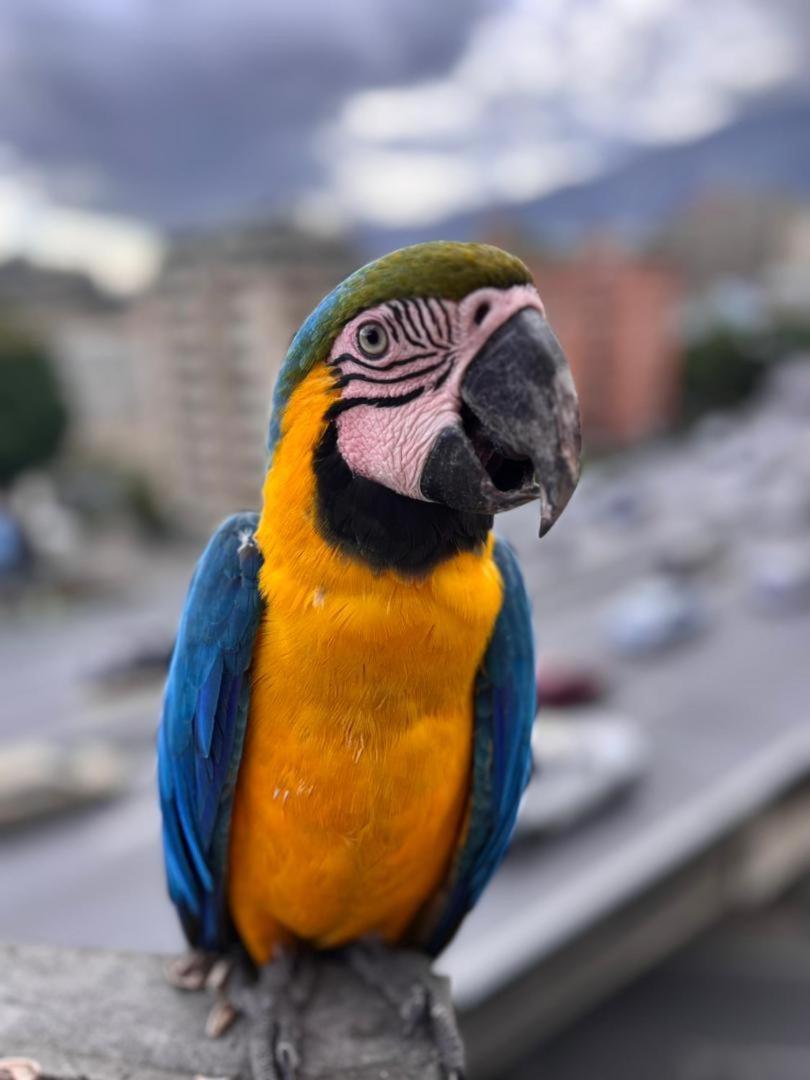 Ololo Caracas B&B Экстерьер фото