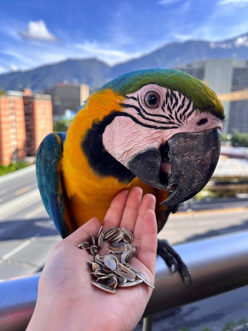 Ololo Caracas B&B Экстерьер фото