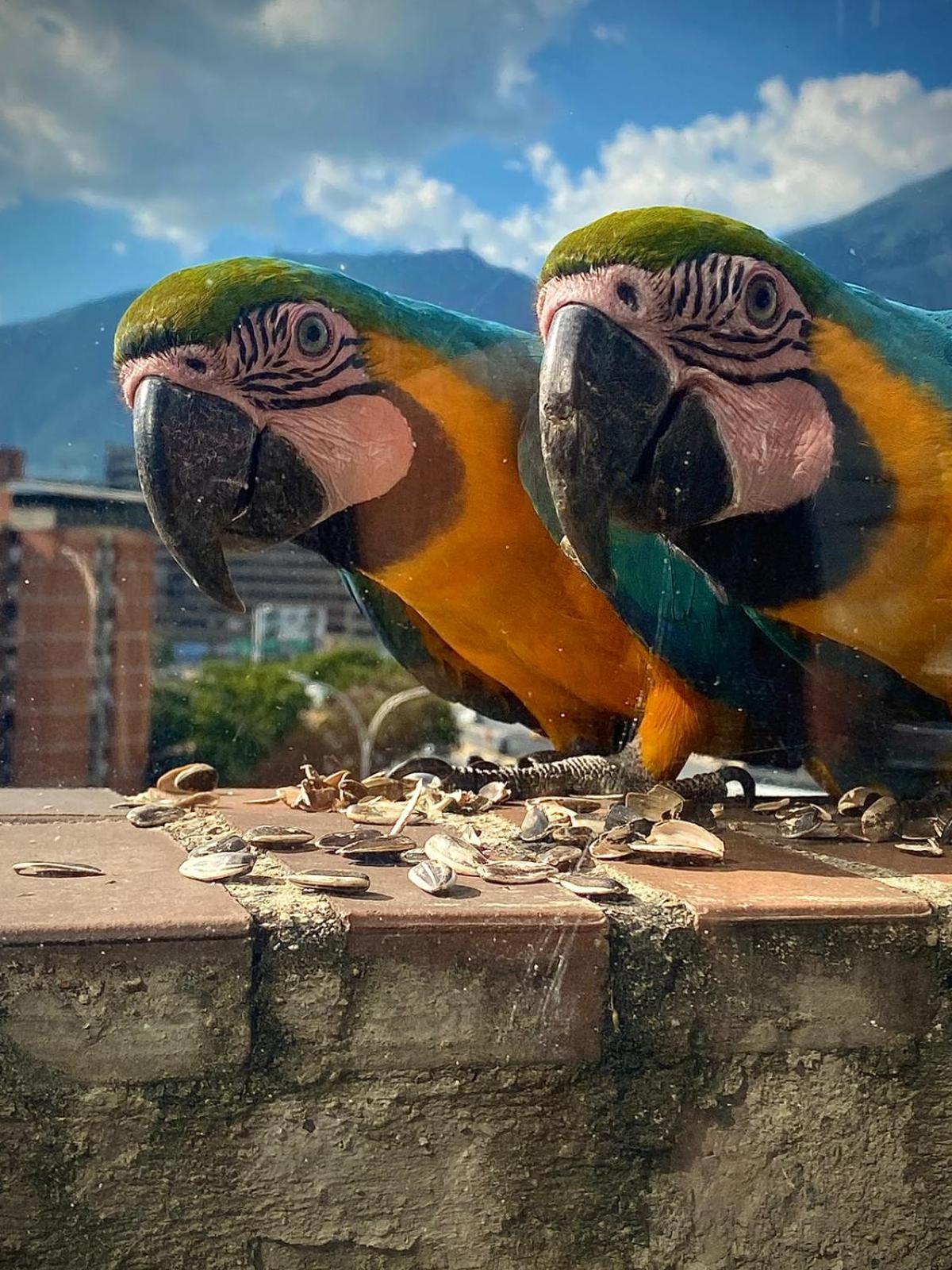 Ololo Caracas B&B Экстерьер фото